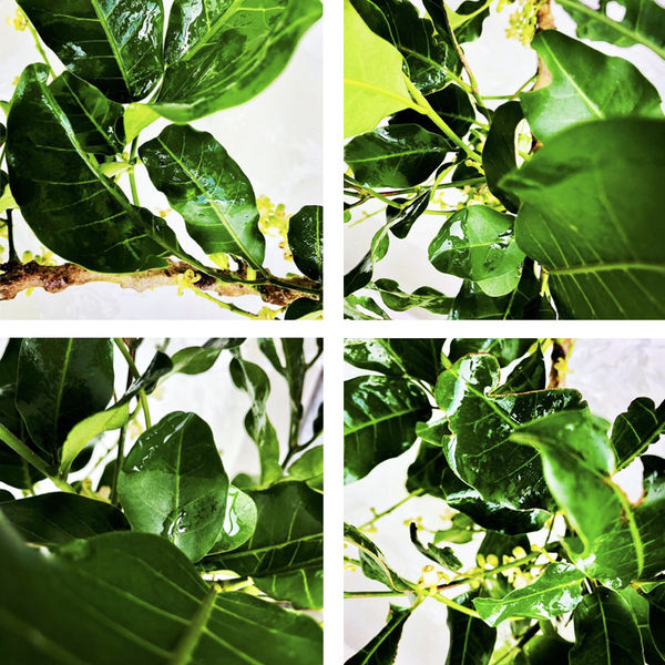 00048 Dysoxylum spectabile (Kohekohe), 2020 124 x 124 x 4 cm 48 7/8 x 48 7/8 x 1 5/8 in