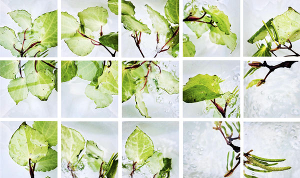 00011 Piper excelsum (Kawakawa), 2020 316 x 188 x 4 cm 124 3/8 x 74 1/8 x 1 5/8 in