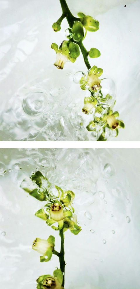 00006 Dysoxylum spectabile (Kohekohe), 2020 124 x 60 x 4 cm 48 7/8 x 23 5/8 x 1 5/8 in