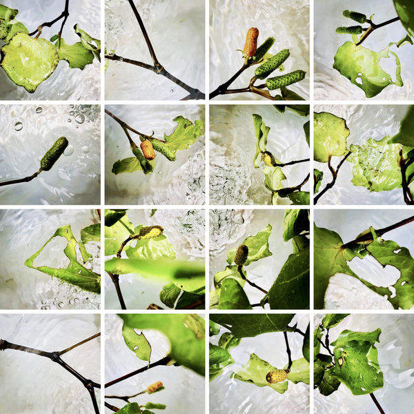 Piper excelsum (Kawakawa), 2020 252 x 252 x 4 cm 99 1/4 x 99 1/4 x 1 5/8 in