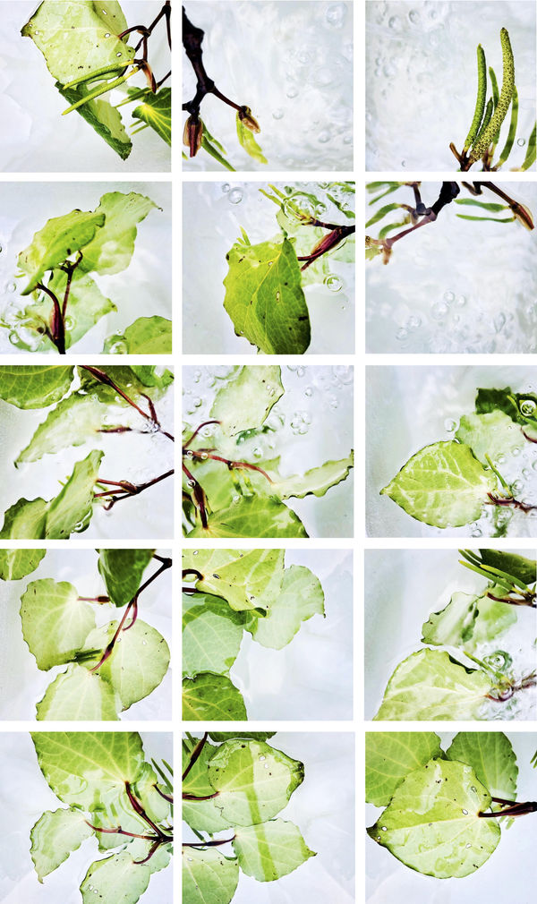 00010 Piper excelsum (Kawakawa), 2020 188 x 316 x 4 cm 74 1/8 x 124 3/8 x 1 5/8 in