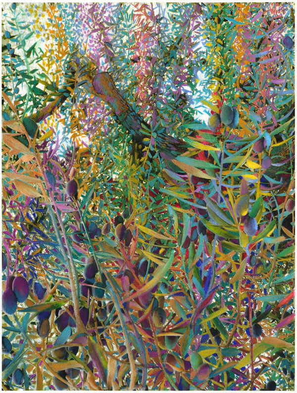 NANCY MOOSLIN, Gethsemene Olive Trees. Doxology, 2019