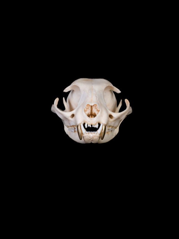 Raed Yassin, Death Investment - Domestic Cat I (Felis Catus), 2023