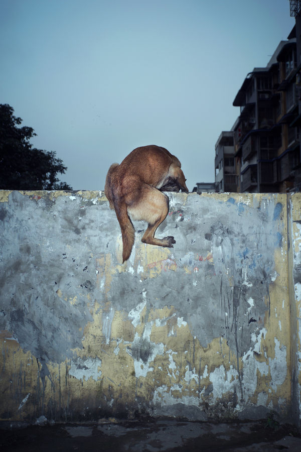 A dog jumping over a wall