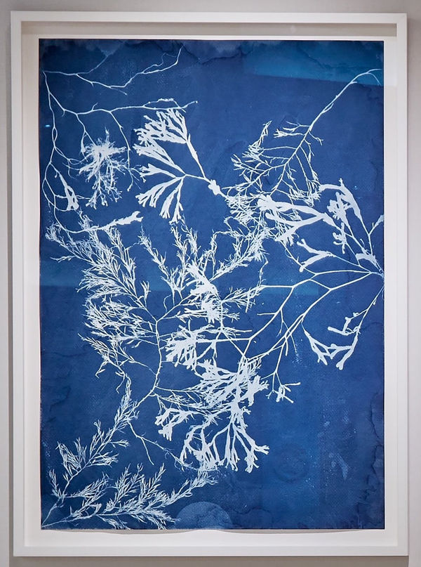 Seaweed Cyanotype