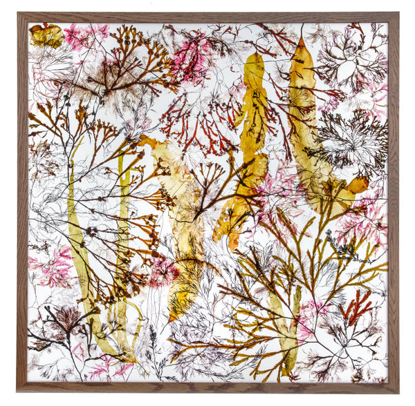 Seaweed in the Universe