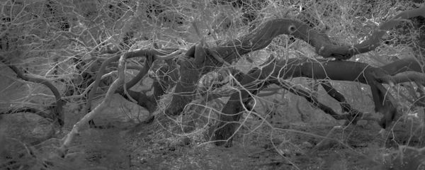 Alex Turner, Canyon Live Oak, Stunted by Wind, Estimated 300 Years Old, Monterey County, CA, 2025