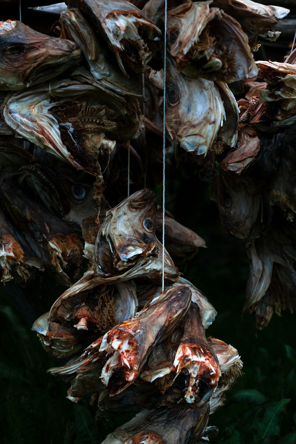 Judith Stenneken, Hjell, 2017