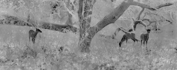 Alex Turner, Black Oak and Mule Deer, Mariposa County, CA, 2024