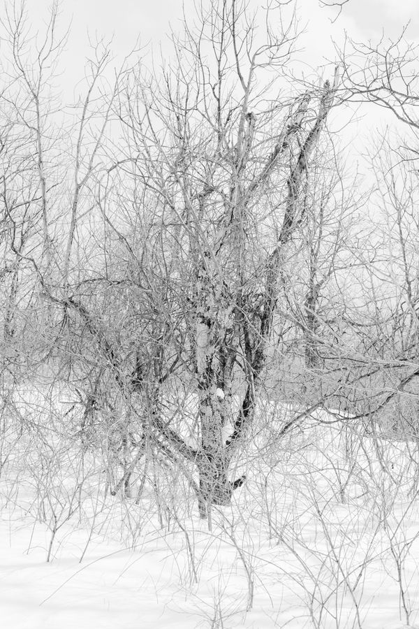 Judith Stenneken, Verästelung, 2018