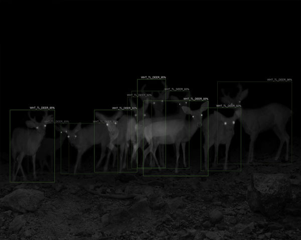 Alex Turner, 10 White-Tailed Deer with A.I. Recognition, 1-Week Interval, Santa Rita Mountains, AZ, 2019