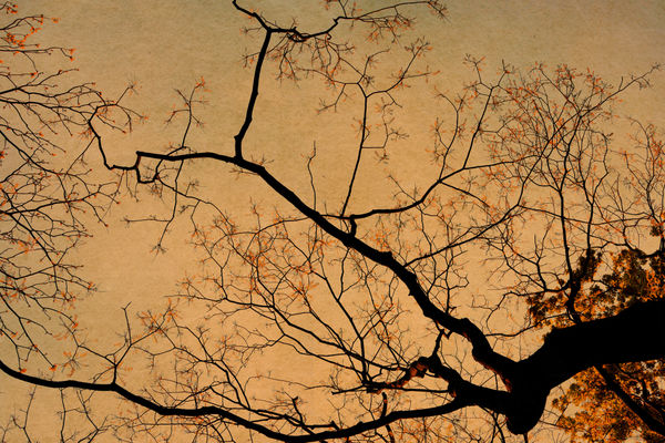 Albarrán Cabrera, The Mouth of Krishna #184, 2014