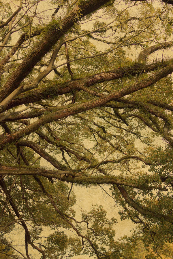 Albarrán Cabrera, The Mouth of Krishna #536, 2015