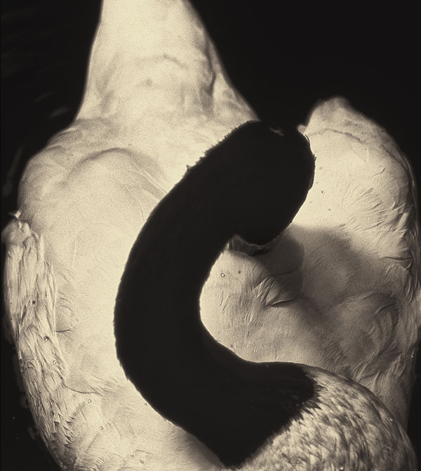 Albarrán Cabrera, The Mouth of Krishna #99, 1999