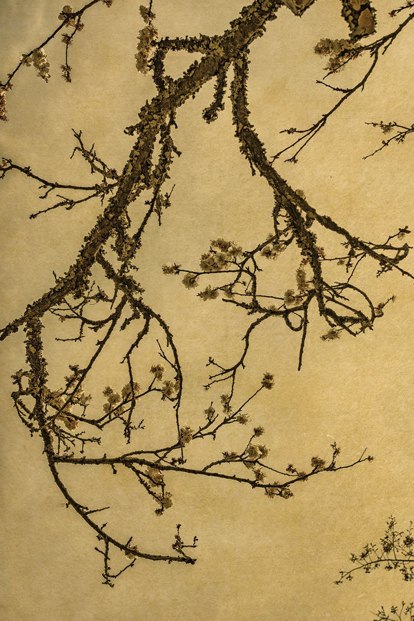 Albarrán Cabrera, The Mouth of Krishna #699, 2018