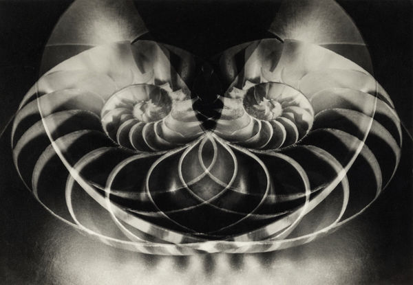 Carlotta Corpron, Chambered Nautilus, 1947