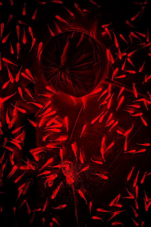 Albarrán Cabrera, The Indestructible #34127, 2025