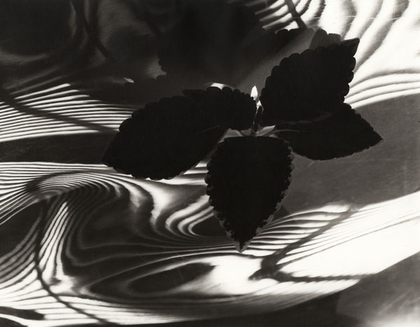 Carlotta Corpron, Leaves and Fluid Light, c. 1940s