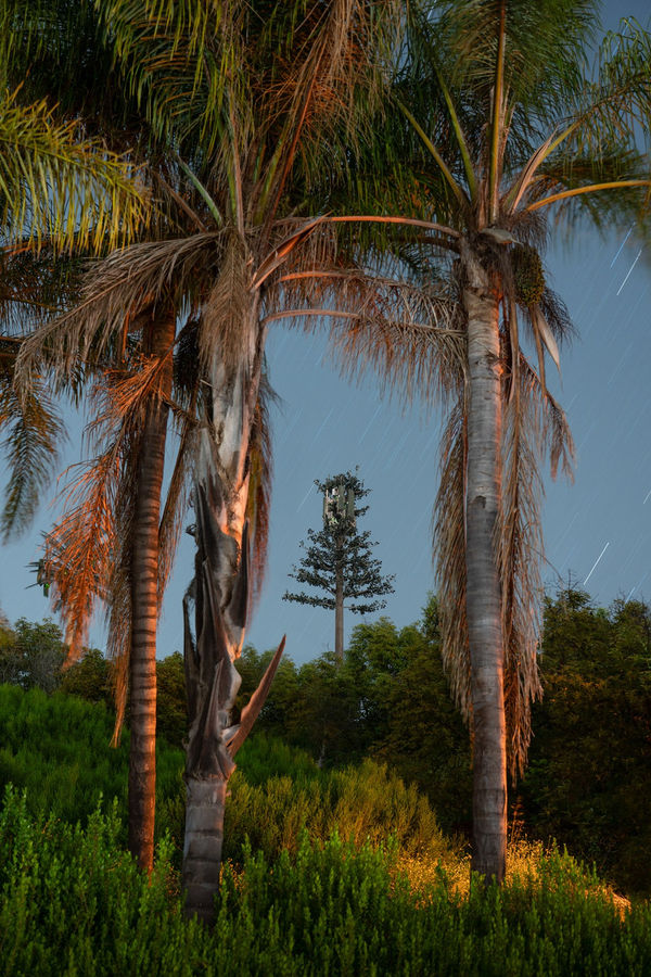 Kaya & Blank, Second Nature #06, 2022