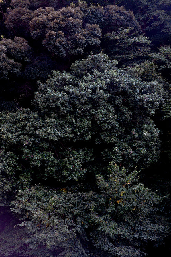 Judith Stenneken, Kouyou, 2017