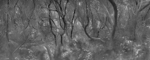 Alex Turner, Arroyo Willow and Fern Grove, Monterey County, CA, 2025