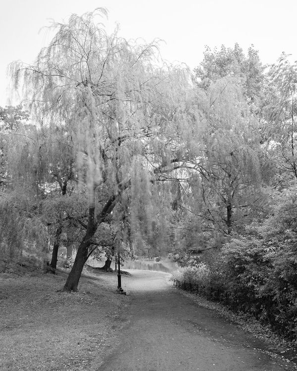 Donavon Smallwood, Languor #24 (Central Park), 2020