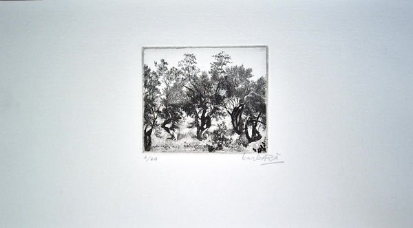 Joan Barbarà, Camp d'Oliveres, 1949-2008