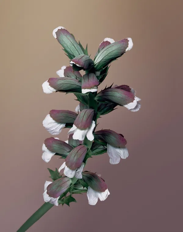 Erwan Frotin, Acanthus mollis, 2007