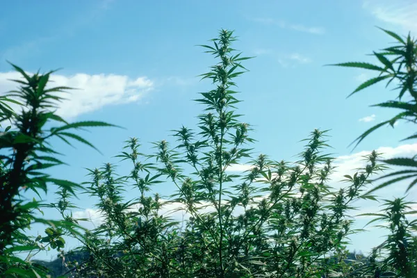 Mel Frank, Sativa Landraces, Sierra Nevada Foothills, CA, 1978