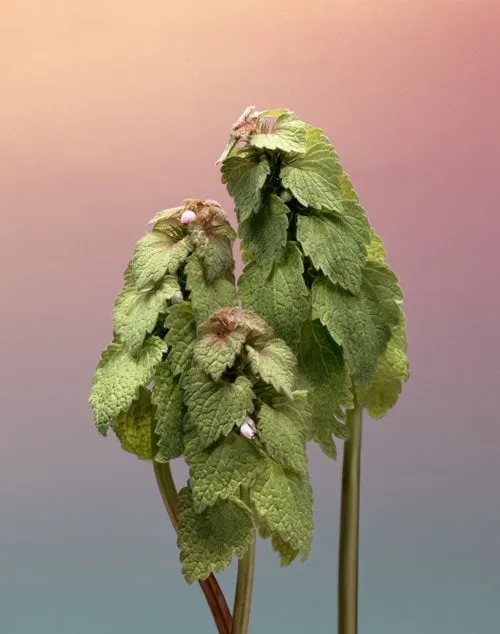 Erwan Frotin, Lamium purpureum, 2007