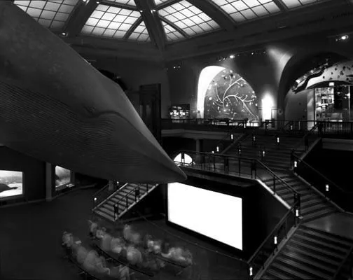 Matthew Pillsbury, Watching a Movie Under the Whale, Natural History Museum, NYC, 2004, 2004