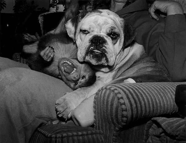 Robin Schwartz, Jake and Tabitha. Hamadrayas Baboon, male, 1 year old; and English Bull Dog, female, 3 years old., 1990