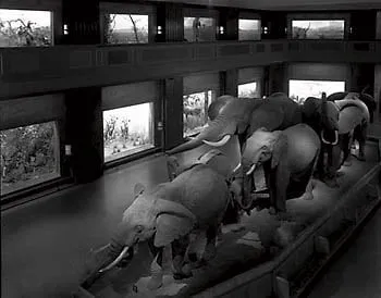 Matthew Pillsbury, Escaping Elephants, Museum of Natural History, 2004, 2004