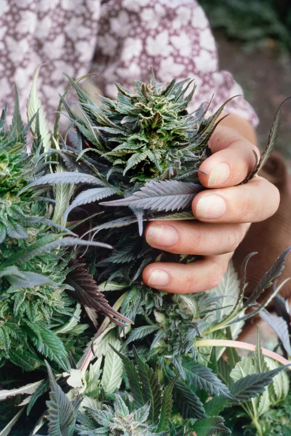 Mel Frank, Afghani1 Landrace, Sonoma County, CA, 1979