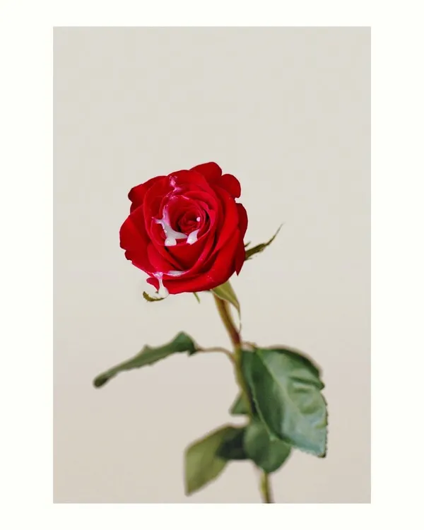 Jerry Hsu, Rose, 2012