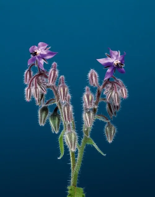 Erwan Frotin, Borago officinalis, 2007