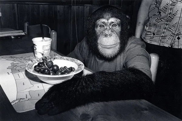 Robin Schwartz, Charlie, chimpanzee, female, 5 years old, 1988