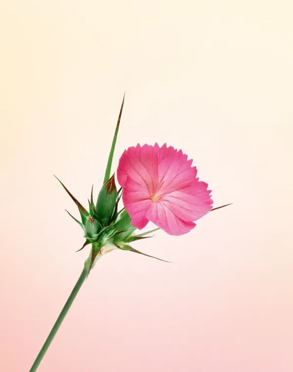 Erwan Frotin, Dianthus sp., 2007