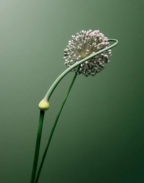 Erwan Frotin, Allium SP, 2007