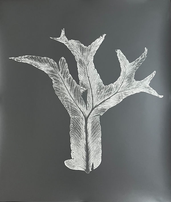 Houda Kabbaj Polysème #1, 2024 Tirages argentique sur papier baryte Silver Prints on barytes paper 50 x 60 cm Edition of 1 plus 2 artist's proofs