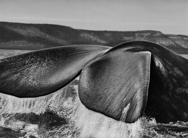 Sebastião Salgado, Valdes Peninsula, Argentina, 2004