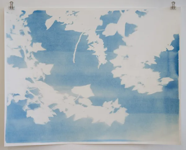 Silke Schatz, Hedera helix, 2023