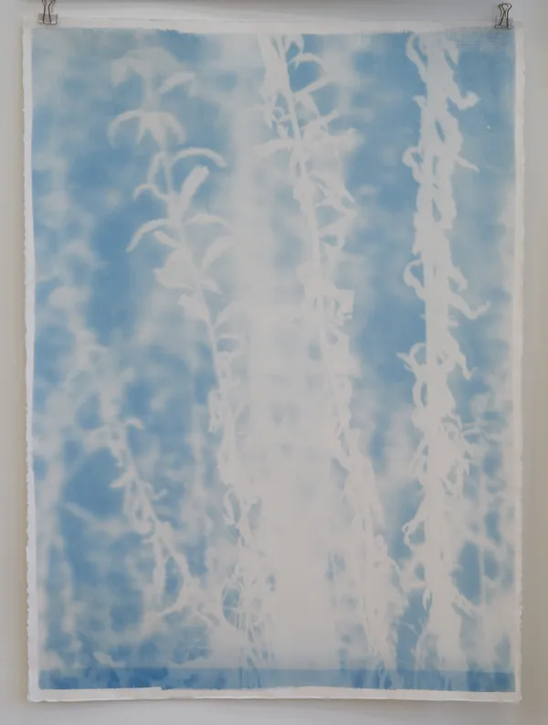 Silke Schatz, Solidago gigantea (unterer Teil), 2021