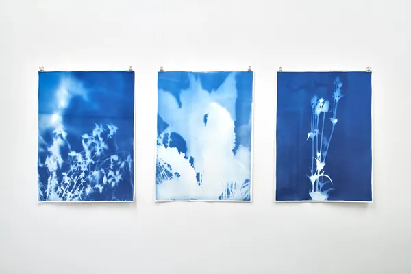 Silke Schatz, Urtica, Dipsacus fullonum II, Dipsacus fullonum, 2023