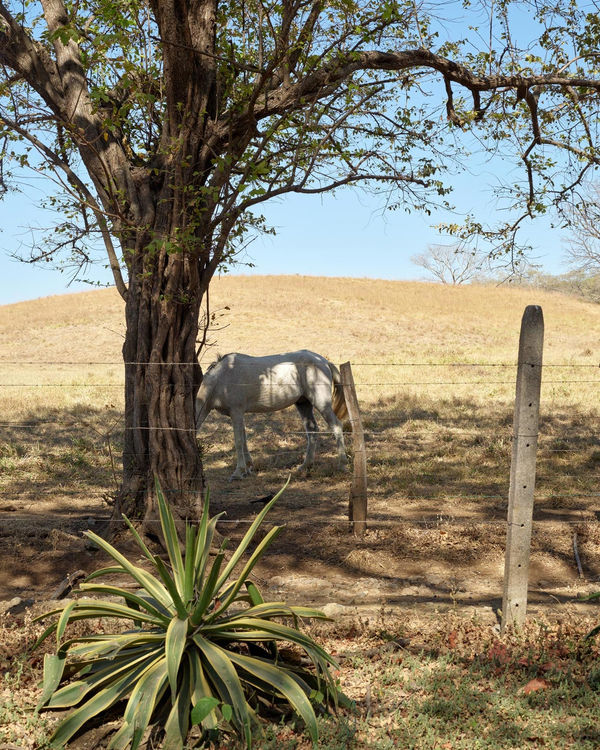 Afternoon Idyll, 2019