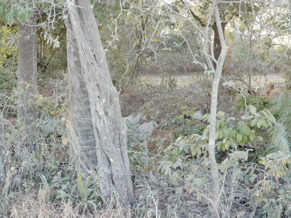 Costa Rica, No. 0729