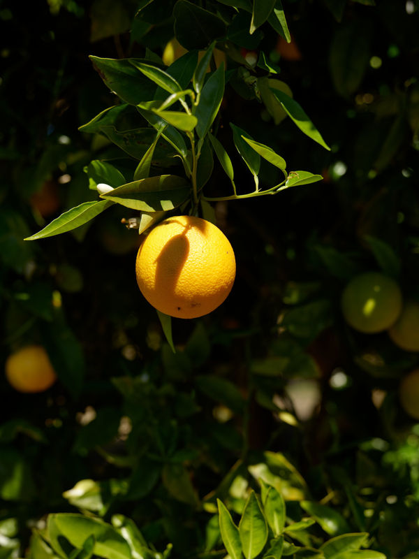 Lemons And Oranges, No. 9675