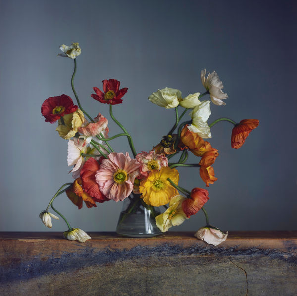 Richard Learoyd, Untitled (Poppies) , 2023