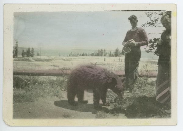 Stan Healy, Bear cub