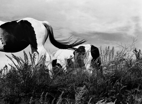 Lisa Candela, Wild Mustangs, Black Hills, South Dakota, 2014